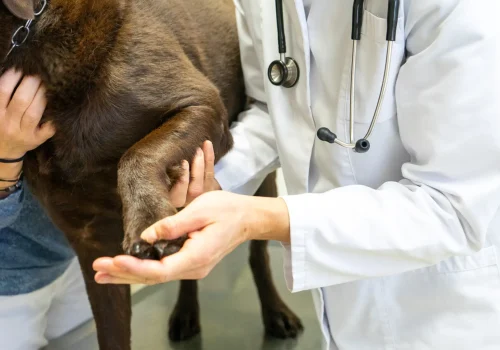 Vorsorgeuntersuchung bei Kleintieren wie Hund und Katze in Oberkärnten.